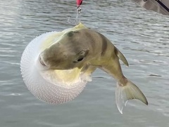 Lagocephalus lunaris