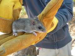 Onychomys leucogaster