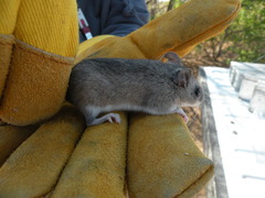 Onychomys leucogaster