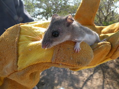 Onychomys leucogaster