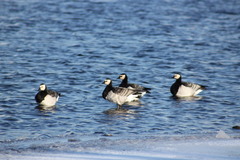 Branta leucopsis