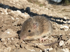Chaetodipus hispidus