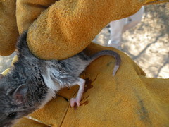 Onychomys leucogaster