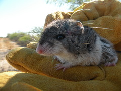 Onychomys leucogaster