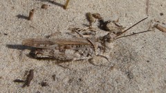 Psinidia fenestralis