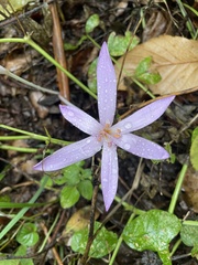 Colchicum