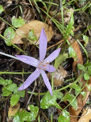Colchicum