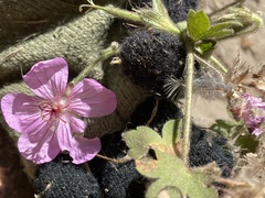 Geranium viscosissimum incisum