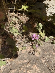 Geranium viscosissimum incisum