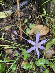 Colchicum