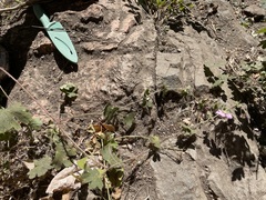 Geranium viscosissimum incisum