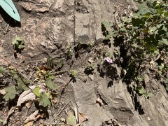 Geranium viscosissimum incisum