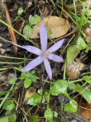 Colchicum
