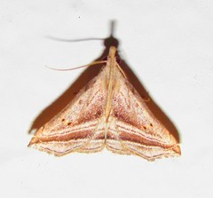 Charmodia vectis