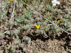 Acmispon brachycarpus