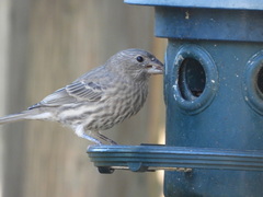 Haemorhous mexicanus