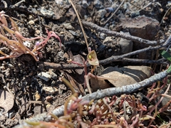 Claytonia exigua
