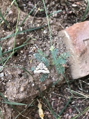 Frederickia s-signata