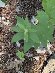 Brickellia cylindracea