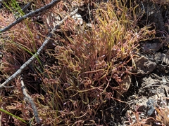 Claytonia exigua