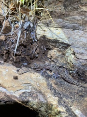 Pachydactylus vansoni