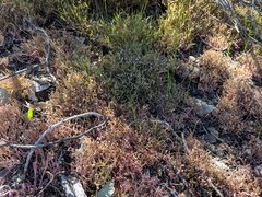 Claytonia exigua