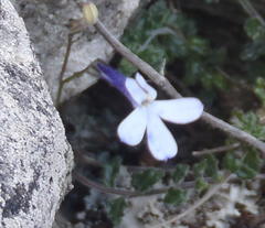 Lobelia dichroma