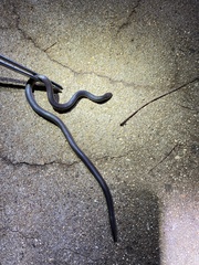 Atractaspis bibronii