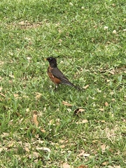 Turdus migratorius