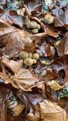 Psilocybe ovoideocystidiata