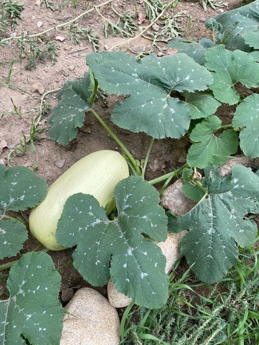 Cucurbita moschata (Duchesne) Duchesne ex Poir.