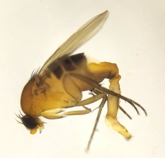 Phalacrotophora delageae