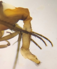 Phalacrotophora delageae