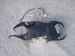 Rostroraja eglanteria