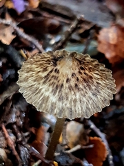 Pseudohydropus parafunebris