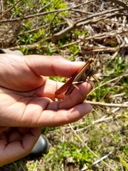 Schistocerca flavofasciata