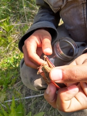 Schistocerca flavofasciata