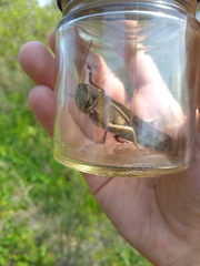 Schistocerca flavofasciata