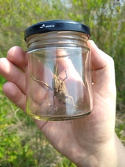 Schistocerca flavofasciata