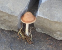 Marasmius oreades