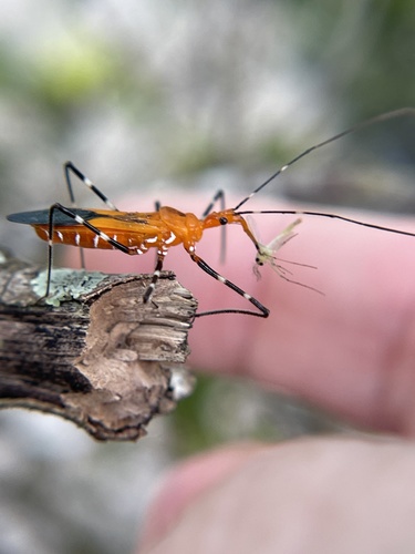 Milkweed assassin bug