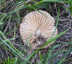 Marasmius oreades
