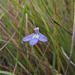 Lobelia dasyphylla - Photo (c) Nick Helme,  זכויות יוצרים חלקיות (CC BY-SA)