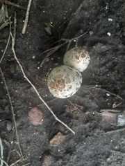Coprinus comatus