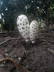 Coprinus comatus