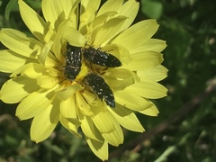 Acmaeodera ornatoides