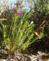 Oxalis confertifolia