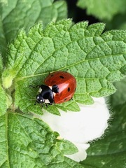 Coccinella septempunctata