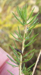 Oxalis confertifolia