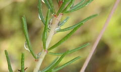 Oxalis confertifolia